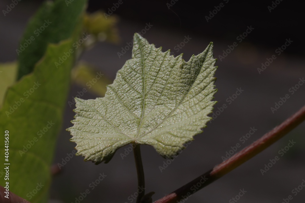 Macro of Baby green grape leaf Macro of Baby green grape leaf