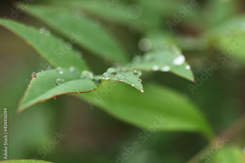 みずみずしいしずく。雨と緑の葉っぱ。美しい水滴。