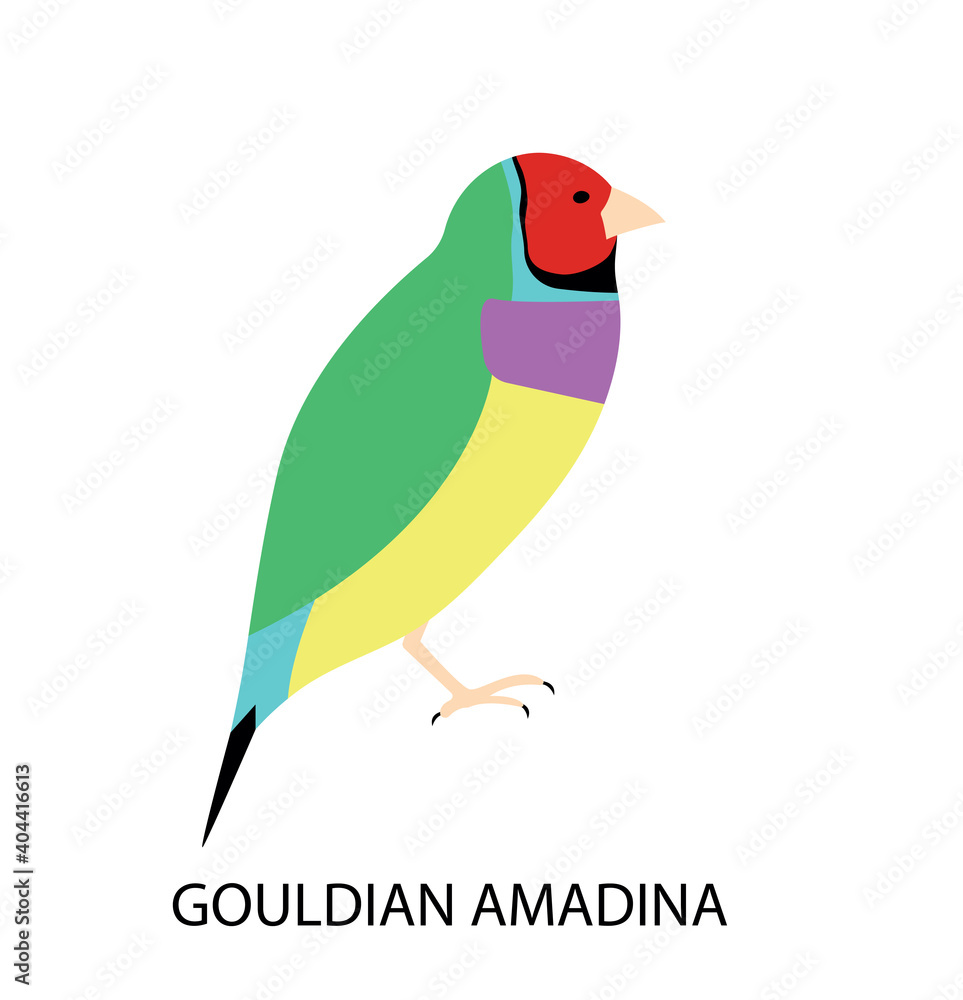 Obraz premium Illustration with australian bird - gouldian amadina. Cute cartoon character