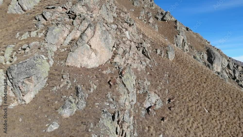 Caucasus, Bezengi gorge. Mountain goats (rounds) in winter alpine meadows. Caucasus, Bezengi gorge. Mountain goats (rounds) in winter alpine meadows.