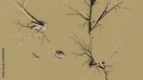 Top down aerial shot of dead trees in the Murray Darling Basin or river system. Regional Australia. Outback. photo