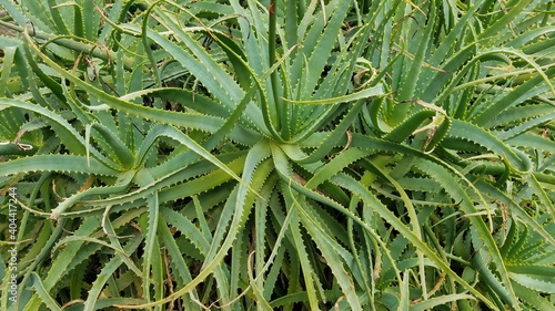 green grass with dew
