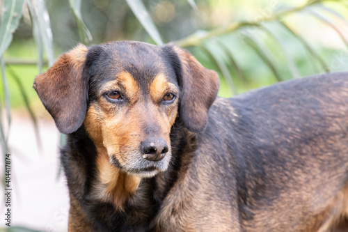 Close-up portrait of young stray dog. Istanbul, Turkey.