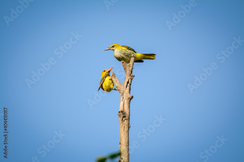 Indian golden oriole or Oriolus kundoo sharing food which is allofeeding or feeding behavior moment at forest of central india photo