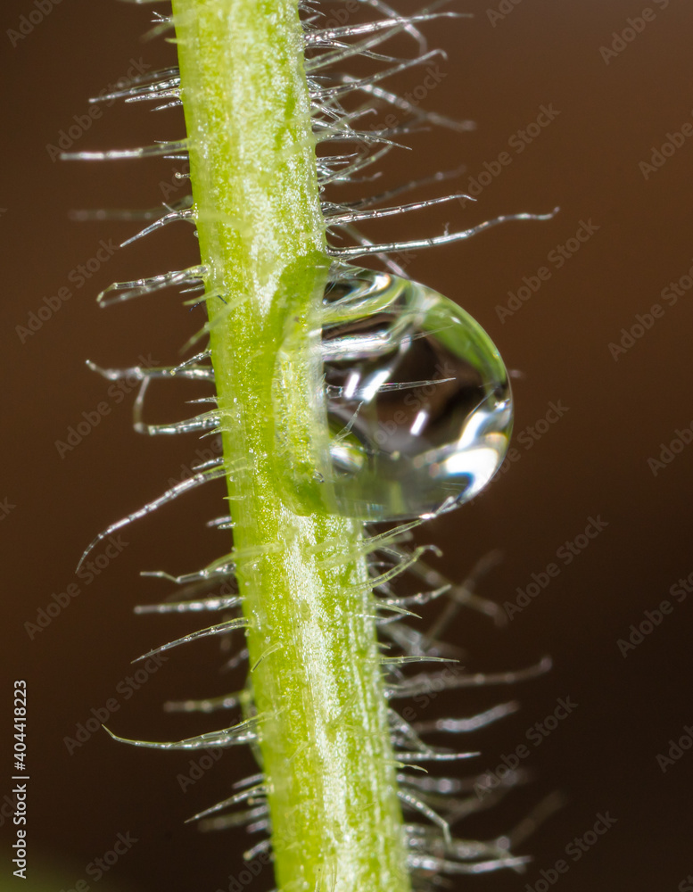 Naklejka premium Dew drop on a green plant.