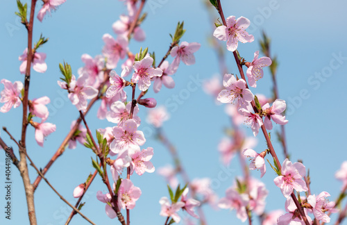 Close-up of pink flowers on a peach