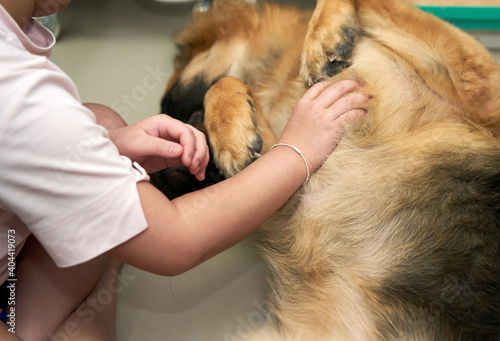 people scratch tummy of pet dog for playing