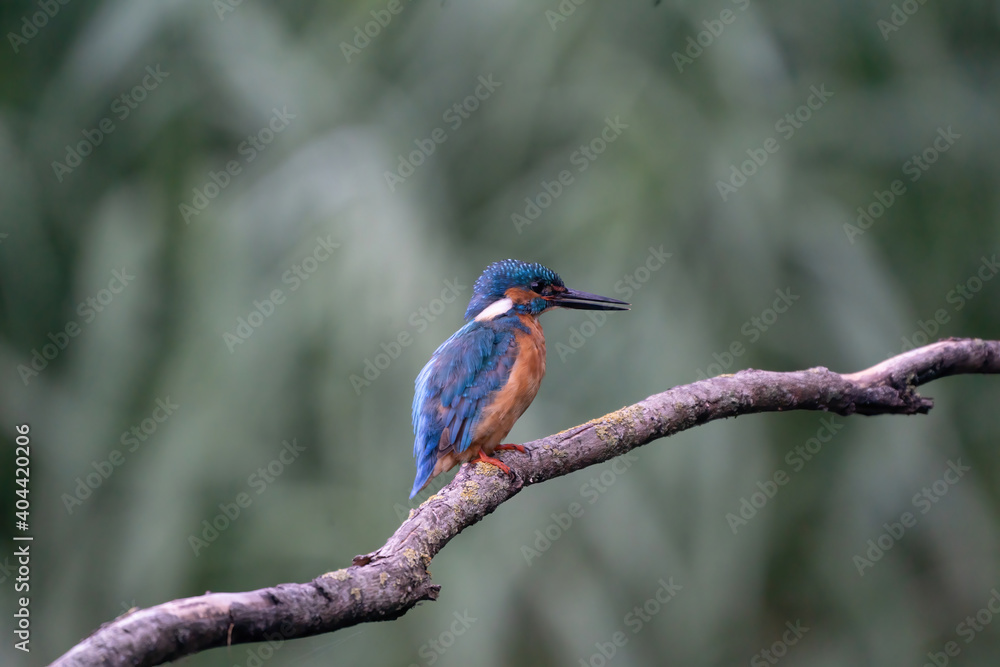 Beautiful blue Kingfisher bird, male Common Kingfisher, sitting on a branch, side profile Beautiful blue Kingfisher bird, male Common Kingfisher, sitting on a branch, side profile