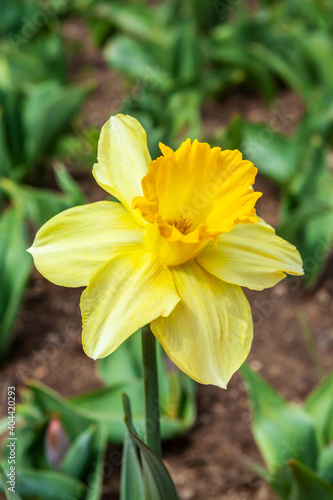 daffodil flowers detail © Recebin