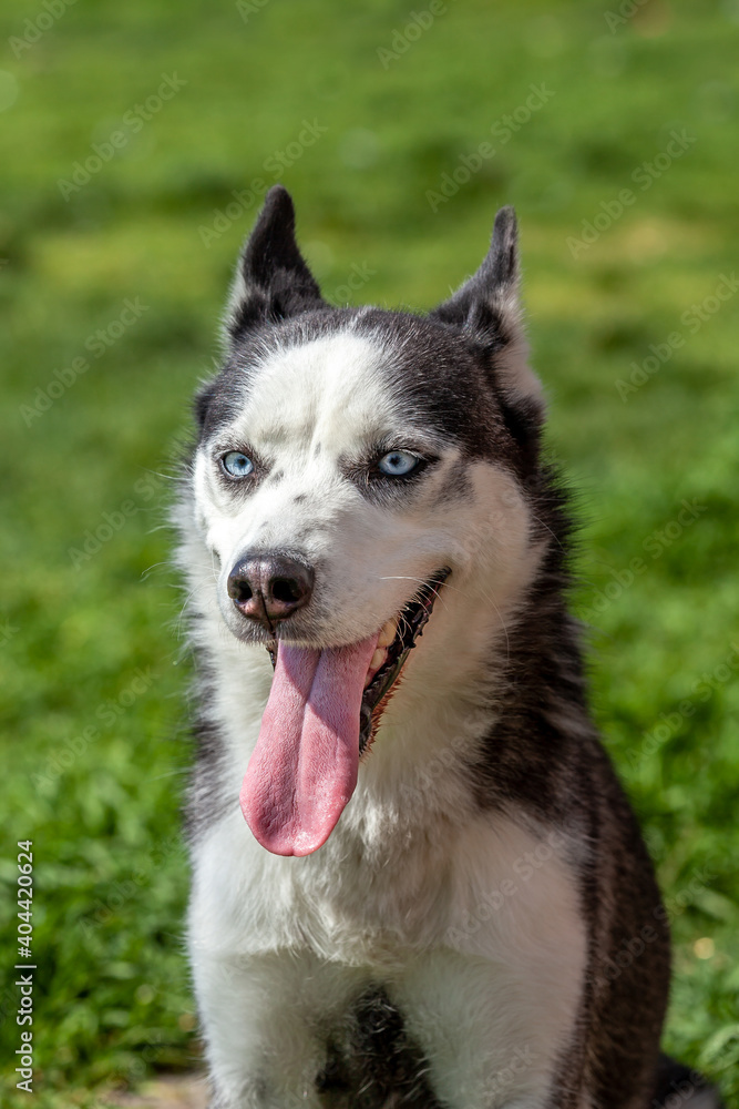 Lovely gray white husky dog portrait