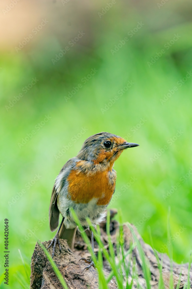 Close-up portrait of an European robin on a wood trunk in a forest during summer Close-up portrait of an European robin on a wood trunk in a forest during summer
