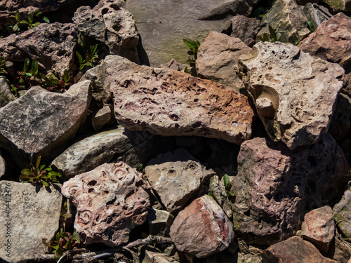 The Saulkalne shelly dolomite rocks with clearly visible fossils (Platyschisma kircholmiensis) photo