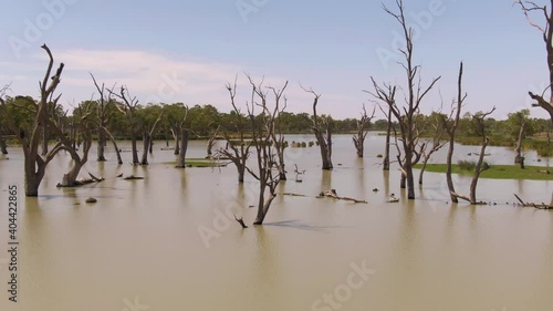 Aerial shot of dead trees in the Murray Darling Basin or river system. Regional Australia. Outback. photo