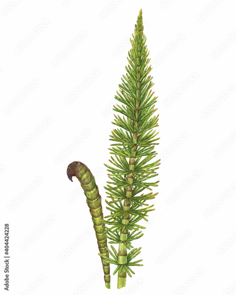 Φωτογραφία Closeup a Equisetum fluviatile green branch (swamp horsetail, snake grass, puzzlegrass, northern giant horsetail)