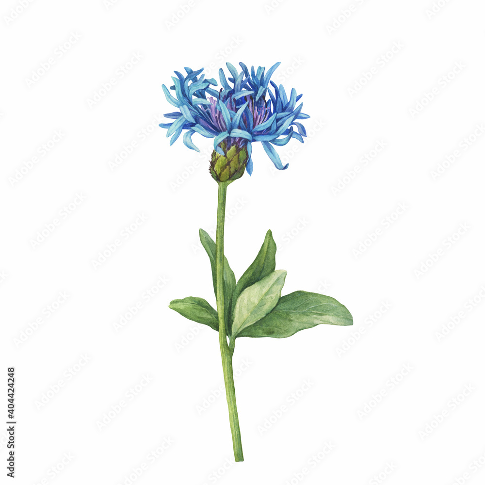 Fotografie Blue mountain cornflower branch with flower