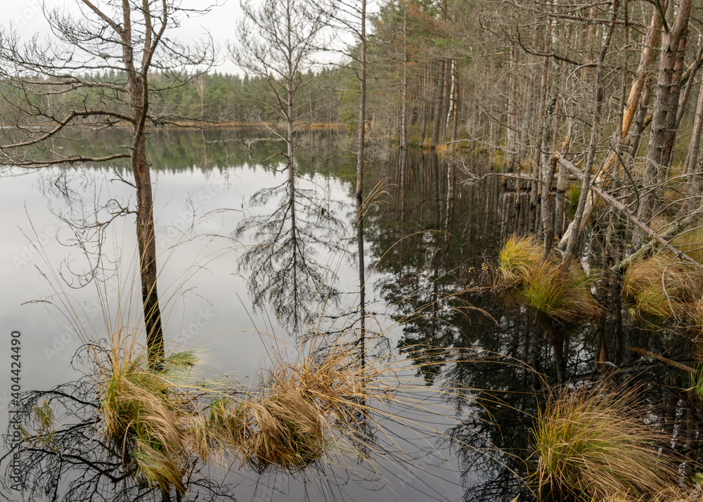various old and rotten trees and tree branches on the shore of a swampy lake, flooded forest area, bog various old and rotten trees and tree branches on the shore of a swampy lake, flooded forest area, bog