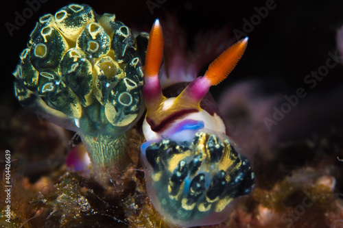 Colorful detail of nudibranch seaslug © Mike Workman