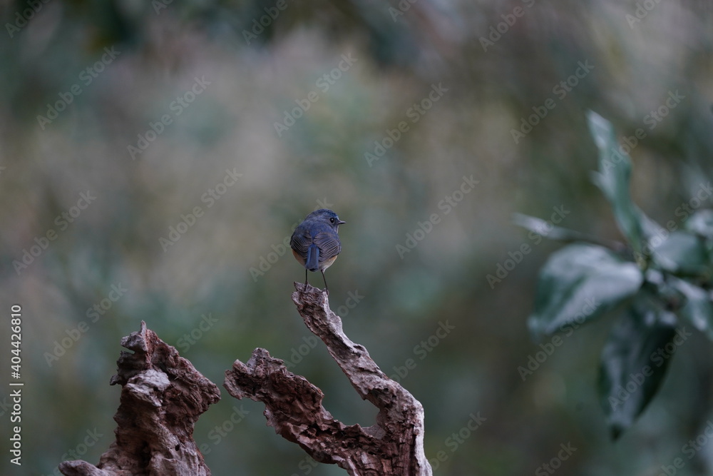 red flanked blue tail on the perch red flanked blue tail on the perch