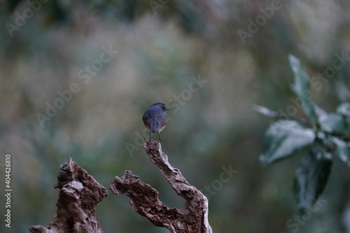 red flanked blue tail on the perch © Matthewadobe