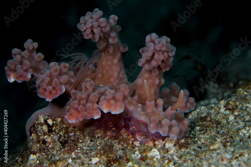 Pink Nudibranch Miamira alleni disguised to mimic soft coral