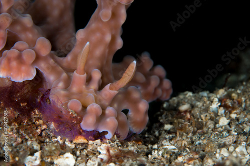 Pink Nudibranch Miamira alleni disguised to mimic soft coral photo