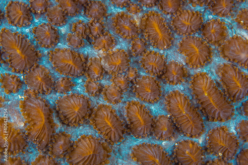  Close up colorful detail of coral polyps