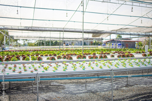 hydropronic vegetable greenhouses grow food fresh raw materail agriculture