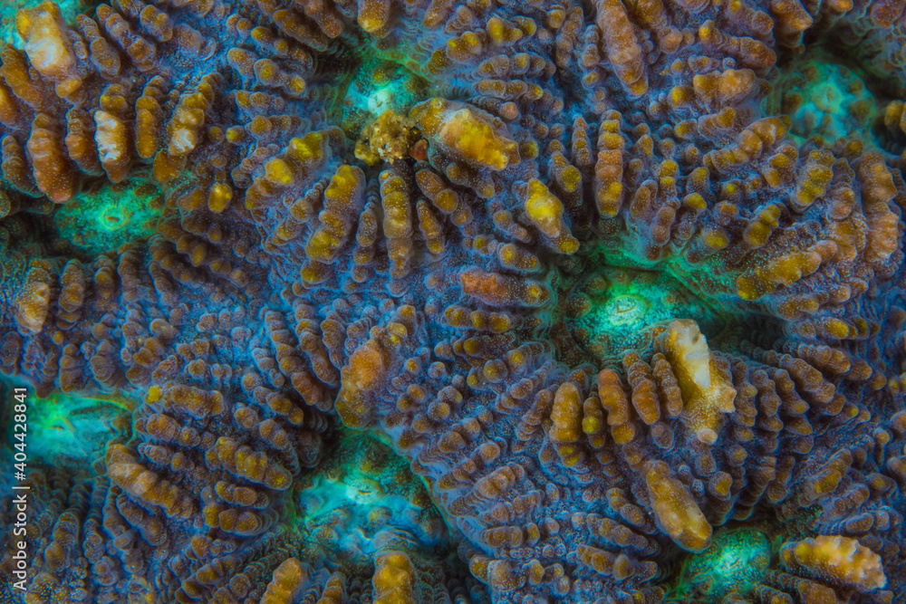 Obraz premium Close up colorful detail of coral polyps