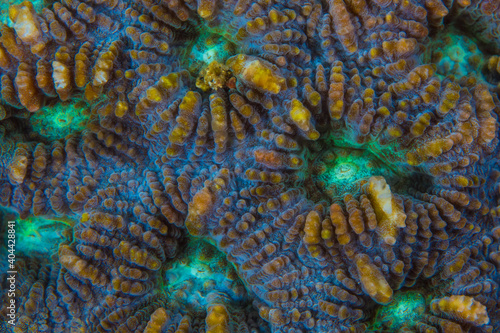 Fototapeta Naklejka Na Ścianę i Meble -   Close up colorful detail of coral polyps