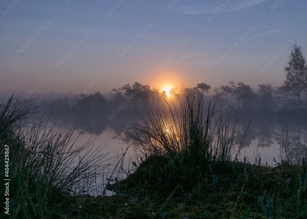 bog lake, misty bog landscape with swamp pines and traditional bog vegetation, fuzzy background, fog in bog, dusk