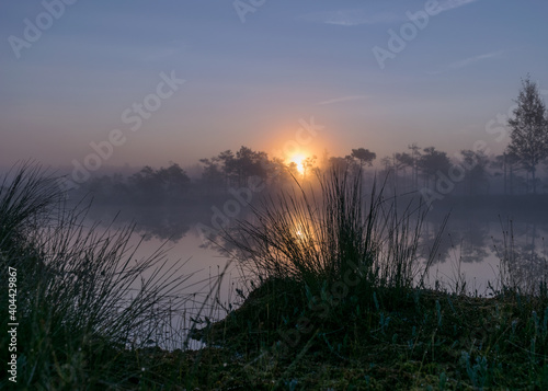 bog lake  misty bog landscape with swamp pines and traditional bog vegetation  fuzzy background  fog in bog  dusk
