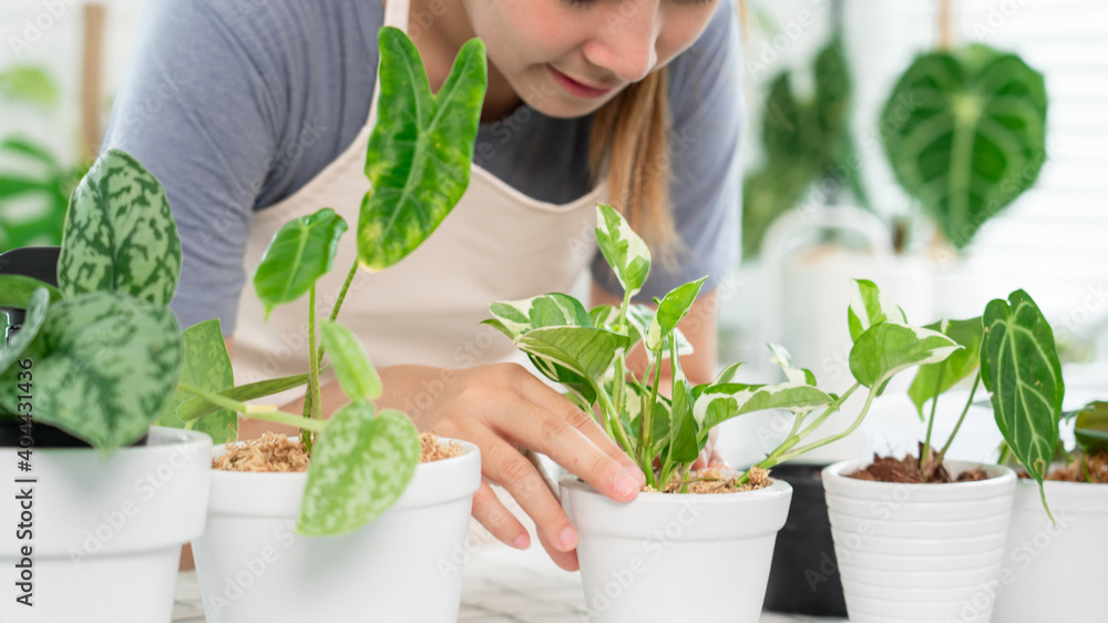 Fototapeta premium Young Asian woman gardener in casual clothes taking care and squirts for house plant pots on the white wooden table, Concept of home garden and Stylish interior with a lot of plants.