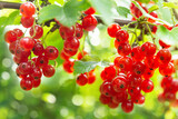 ripe red currant in a garden on green background