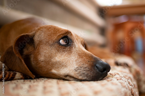 Close-up portrait of an old dachshund resting in the house. © Алекс Ренко