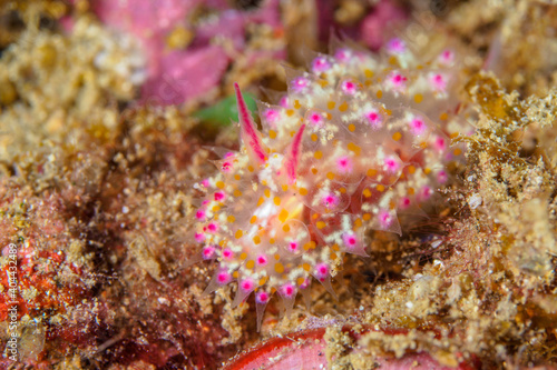 Pink and whie Janolus sp nudibranch on coral reef photo