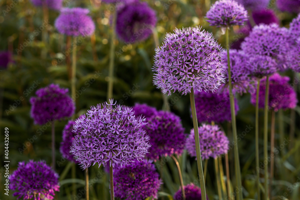 flowers in the garden flowers in the garden