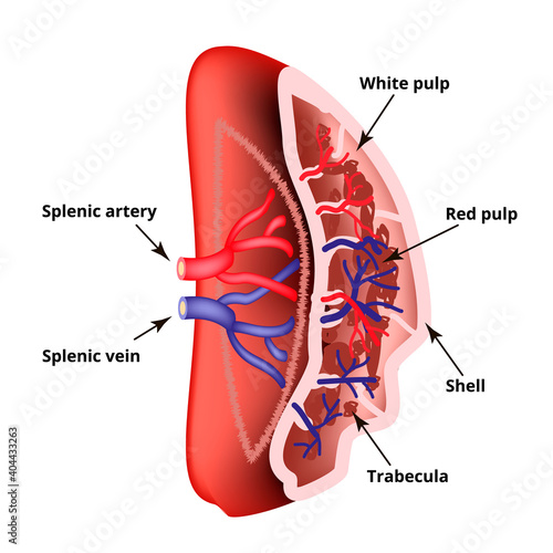 Anatomical structure of the spleen. Vector illustration on isolated background photo