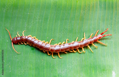 Fotografia Centipedes are poisonous animals. It's on the banana leaf