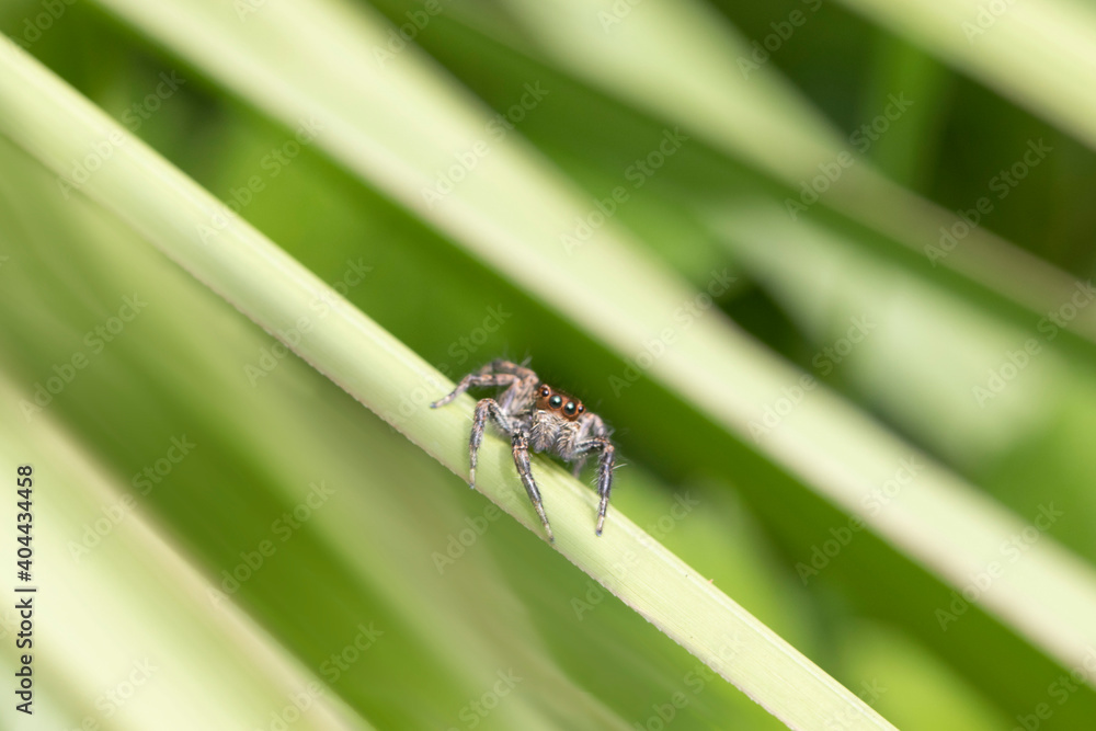 jumpinh spider on leaf pattern jumpinh spider on leaf pattern