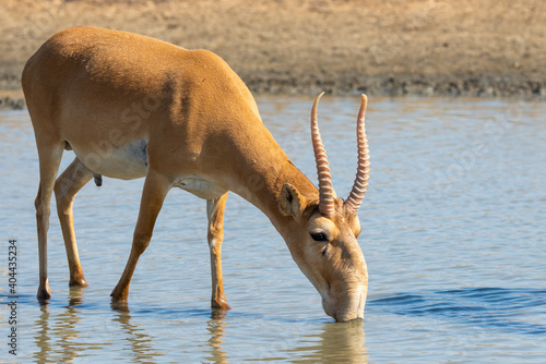 Wild male Saiga antelope or Saiga tatarica in steppe