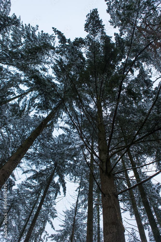 Fototapeta premium Bäume in Winterlandschaft Ansicht Unten