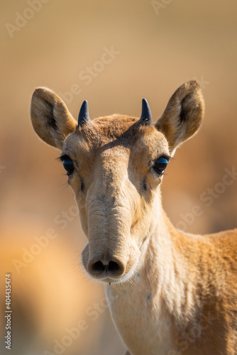 Portrait of young male Saiga antelope or Saiga tatarica © rostovdriver