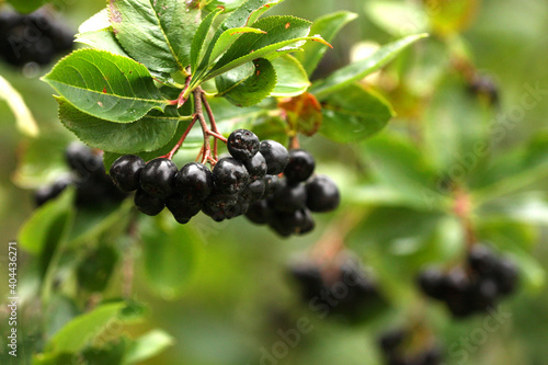 Aronia, black chokeberry, Sorbaronia mitschurinii branches with ripe berries in autumn