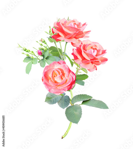 Branch of rose with red flowers