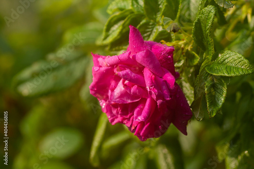 Large dark pink bloom of rugosa rose, Rosa rugosa