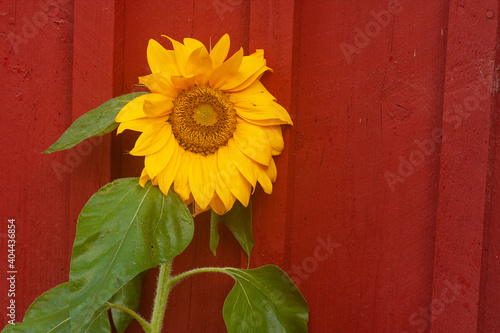 Large yellow flower of common sunflower, Helianthus annuus after rain on red wooden background