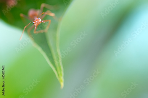 Close up or macro angry red ant on leaf © anake