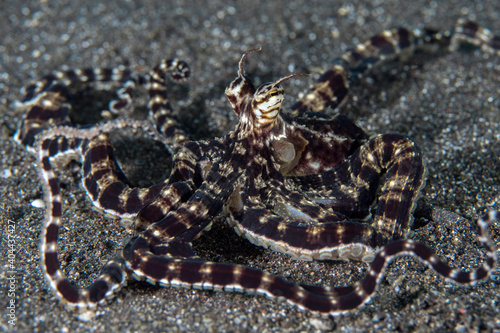 Mimic octopus changing shapes and forms McMicking other animals © Mike Workman
