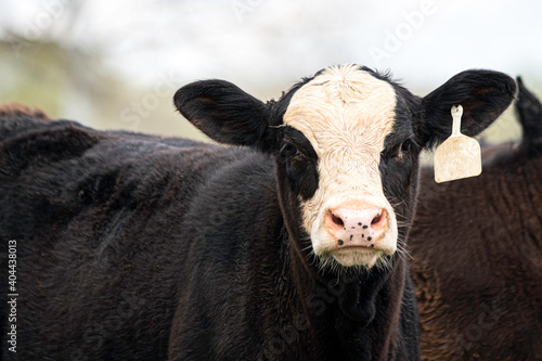 Принти на полотні Black baldy Angus X Hereford portrait