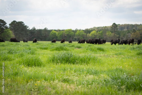 Lush ryegrass in pasture with beef cattle grazing in background photo